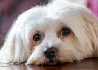 A portrait of a maltese bichon