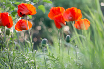 Obraz premium field of red poppies