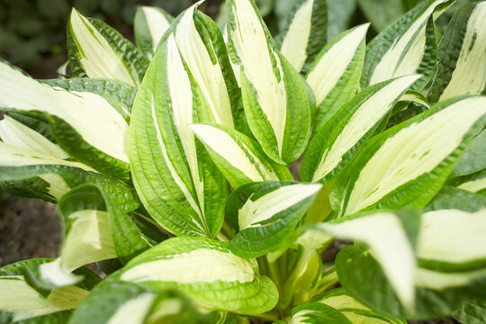 Plantain lily or Hosta foliage plant with white flowers. Hosta, flower in the garden, ornamental flowerbed plant with beautiful lush leaves. Photo in the natural environment. August Moon