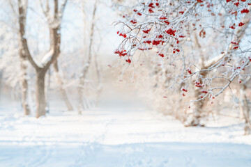 Rowan tree in snow, natural winter background
