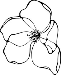 Black line illustration of sakura flower isolated on a transparent background. Fineliner hand drawing.