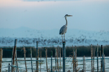 Beautiful profile portrait of a grey heron on a wooden post and among bamboo reeds in the Albufera of Valencia in Spain, Europe