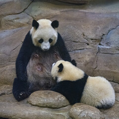 A giant panda, a cute baby panda breast-feeding his mother
