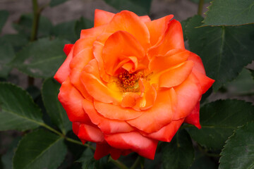  rose in the garden