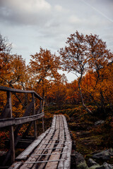 a path that goes through the forest in the mountains in autumn