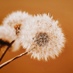 Blurred abstract dandelion flower closeup. Selective soft focus. Fluffy seed macro. Vintage background