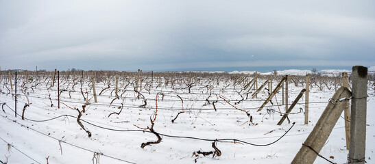 Vineyard in winter under snow