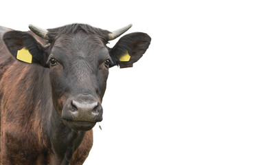 The head of a brown cow with grass in its mouth.
