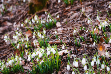 Snowdrops in the forest