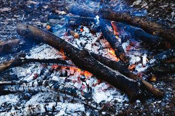 Bonfire in the forest