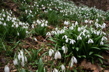 Beautiful snowdrops in the forest