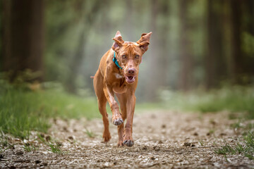 Sprizsla - light fawn colour Vizsla running in the forest