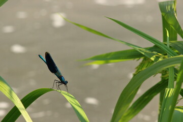 A dragonfly perched on a leaf of grass on a sunny summer day.
