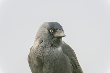 Portrait of a black crow white background.