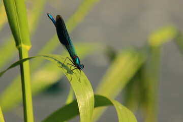 A dragonfly perched on a leaf of grass on a sunny summer day.
