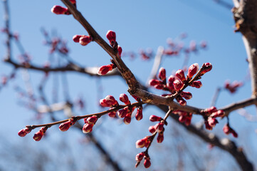 Apricot flowers in the garden in spring