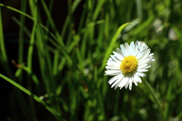 White flower in the rays of the sun.
