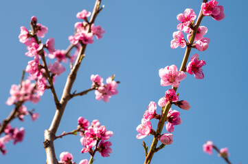 Peach flowers in the garden in spring
