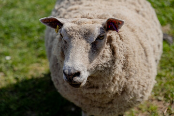 Farm. Rural sheep farm. Denmark.