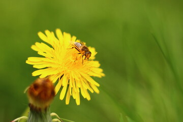 Yellow field flower with an insect in the rays of the sun.

