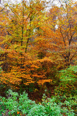 Autumn landscape. Tall trees with yellow leaves and low green bushes