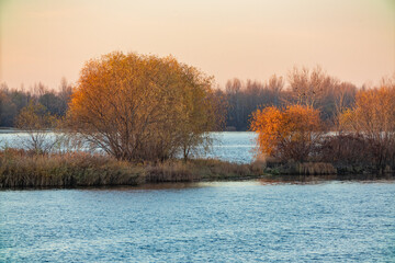 Autumn landscape on the Dnieper river in Ukraine. Trees with yellow foliage and reeds along the shore