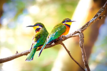 bee eaters perched on a branch, Lake Nakuru, Tanzania
