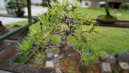 Japanese Black Pine | 黑松|松樹|日本黑松