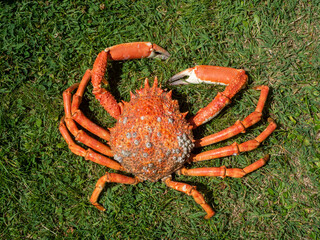 Araignée de mer, île d'Yeu, , Vendée, Pays de la Loire, France
