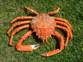 Araignée de mer, île d'Yeu, , Vendée, Pays de la Loire, France