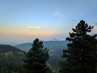 forest over mountain