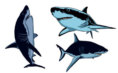 Vector set of blue sharks on white isolated, color illustration,underwater marine life