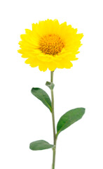 Obraz premium Flower of chrysanthemum.