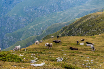 Fototapeta na wymiar Cattle grazing high in the mountains