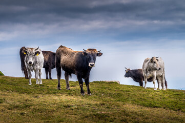 Cattle grazing high in the mountains