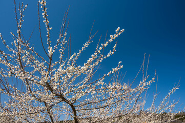 初春の青空と白い梅の花