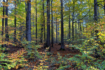 Autumn - colorful leaves on the trees in the forest