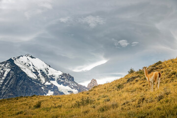 Chile &ndash; lama against the backdrop of the mountains.