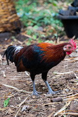 jungle fowl