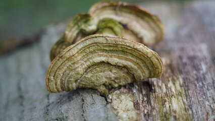  Lenzites betulina|樺褶孔菌