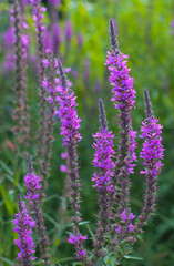 purple spring wildflowers close-up on the field