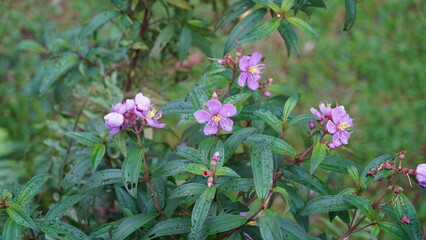 Obraz premium flowers in the garden | Tibouchina semidecandra, the princess flower, glory bush, is an evergreen shrub | 巴西野牡丹