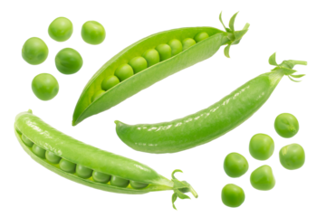 Pea pods and seeds, fresh, isolated. Pisum sativum