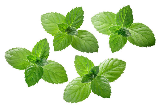 Peppermint or mint leaves (Mentha piperita) isolated on white