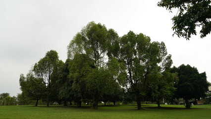 trees in the park