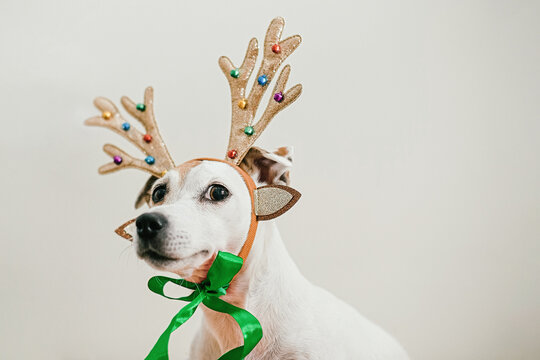 Portrait of a funny Christmas dog with deer horns and a squinting look