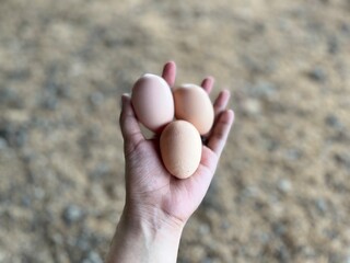 Fresh organic eggs on hand in a farm