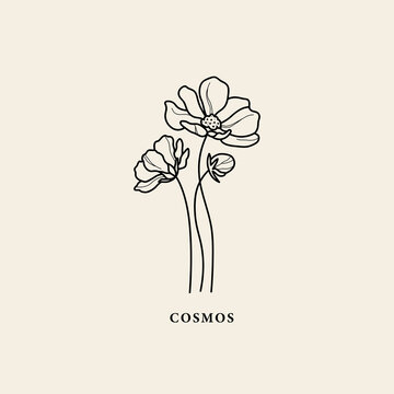 Line art cosmos flower illustration