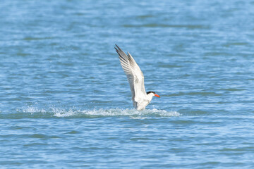 Caspian tern emerging from water