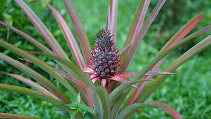 pineapple in the garden